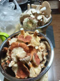 HJ先生收到的青头菌和奶浆菌实拍