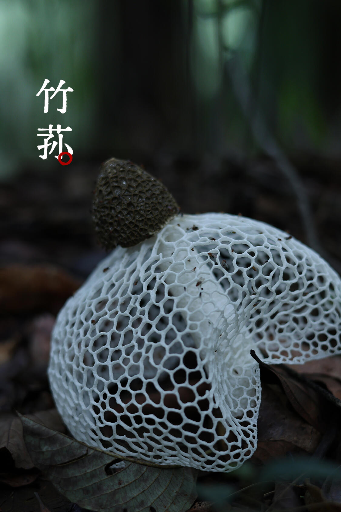 竹荪 实拍