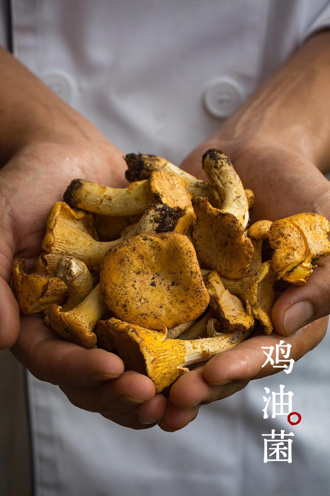 鸡油菌 实拍