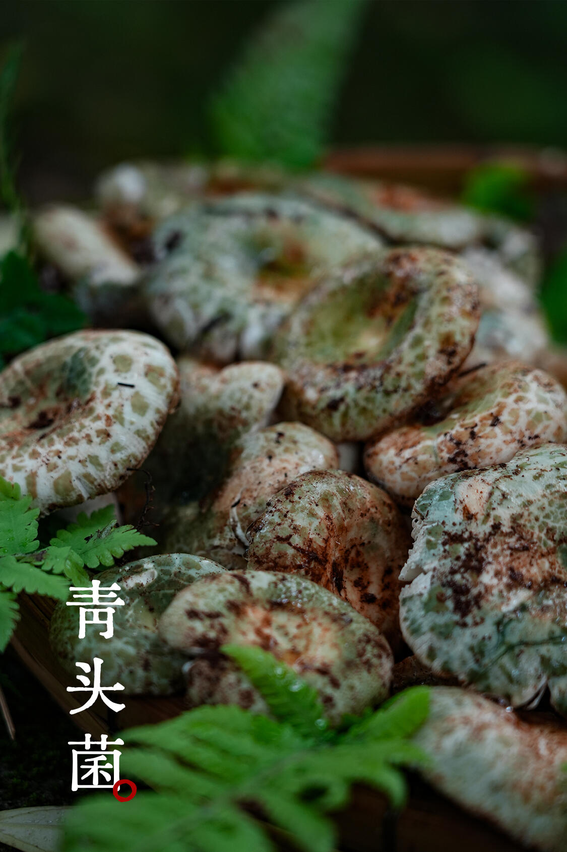 青头菌