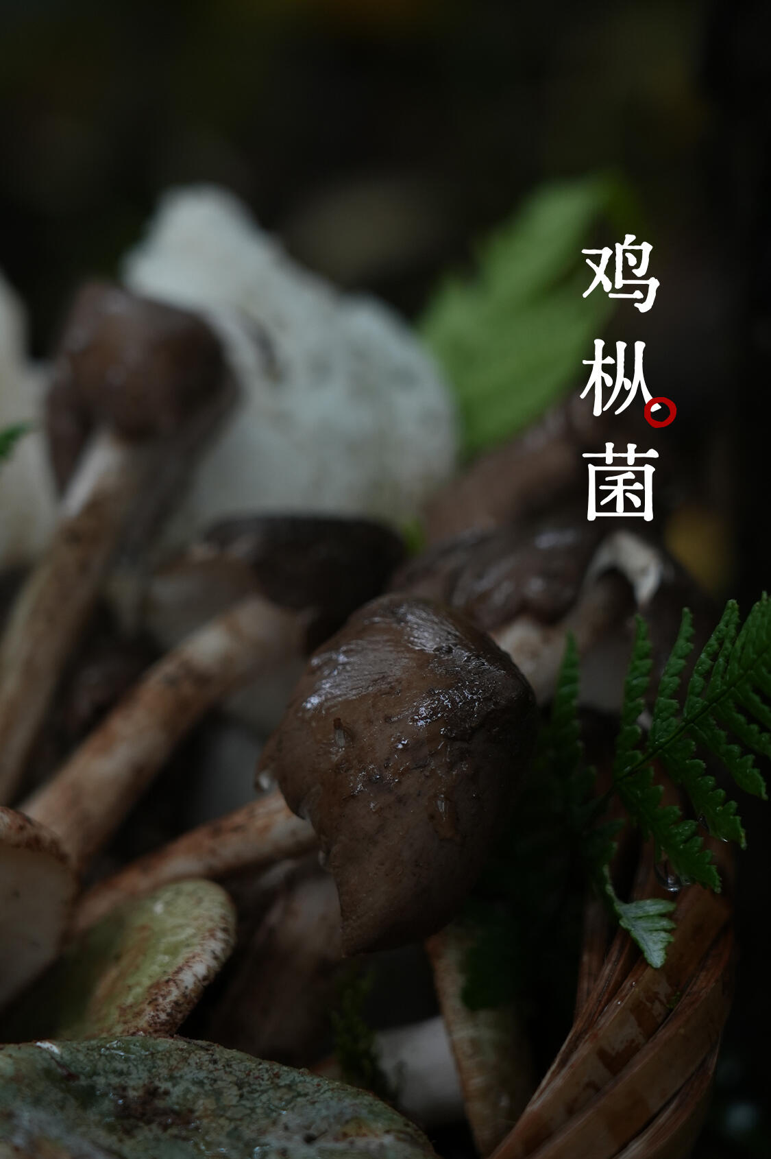鸡枞菌
