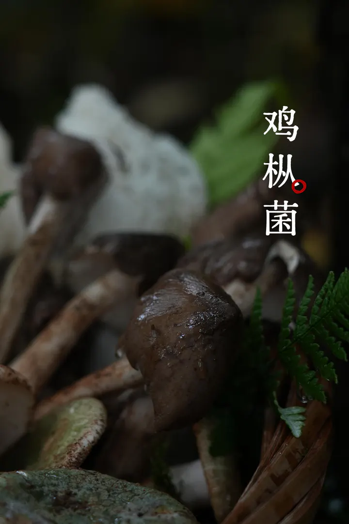 鸡枞菌 商品图片