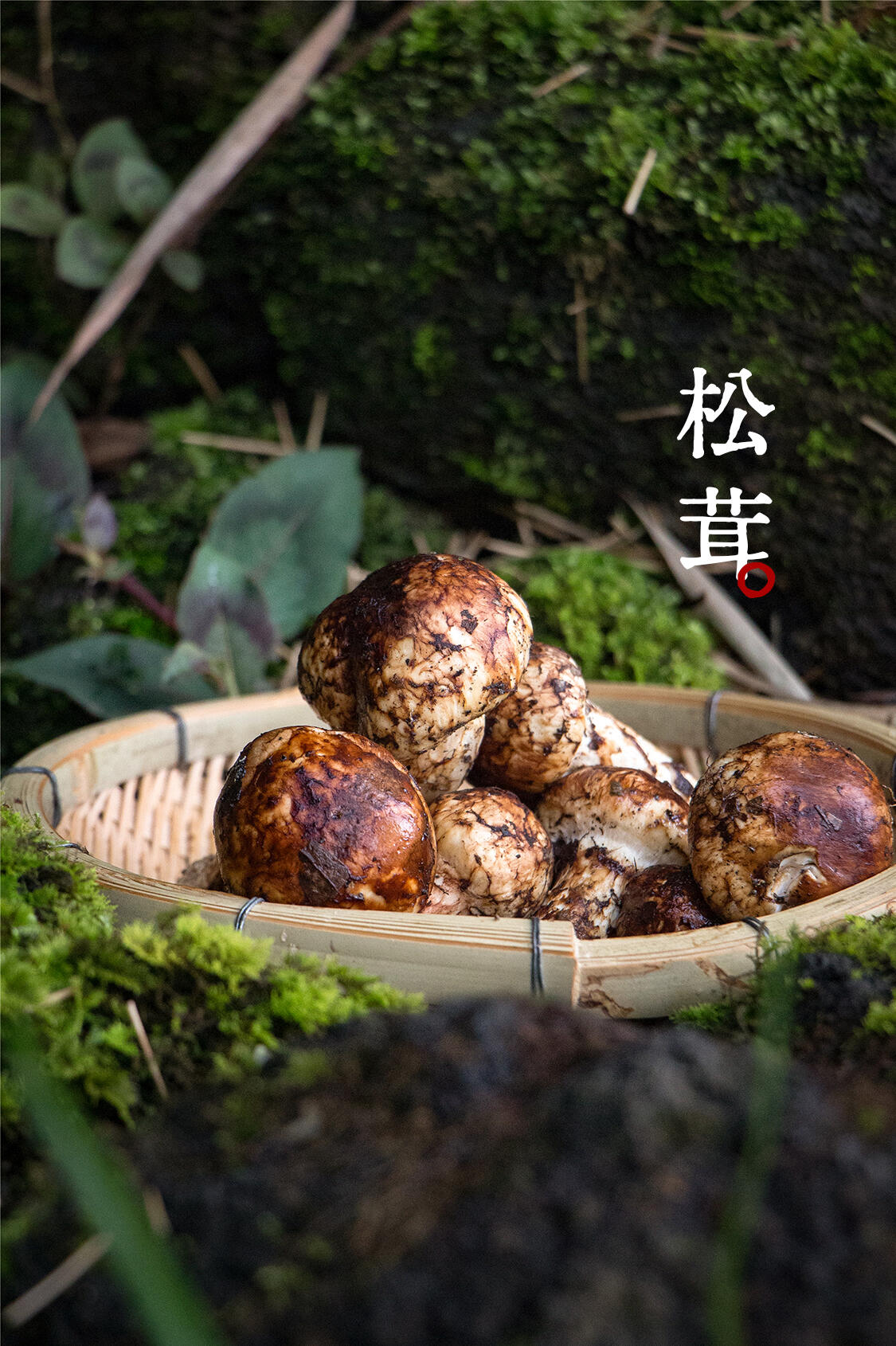 松茸