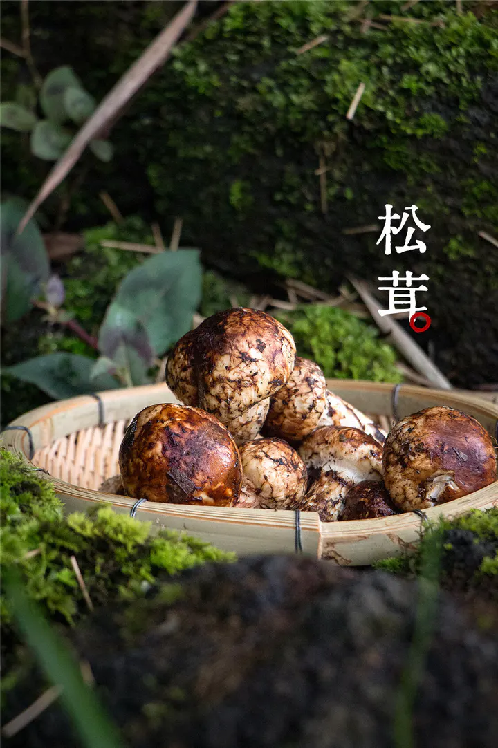 新鲜松茸 商品图片
