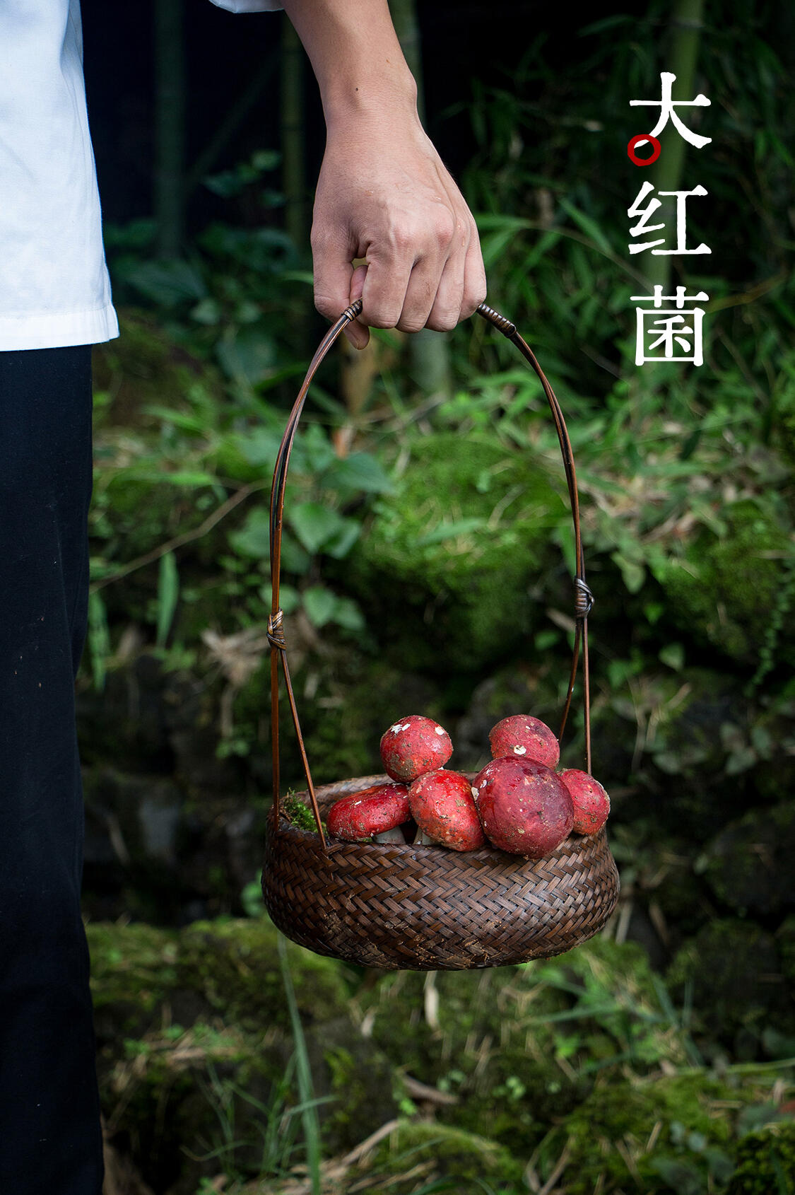 大红菌 实拍