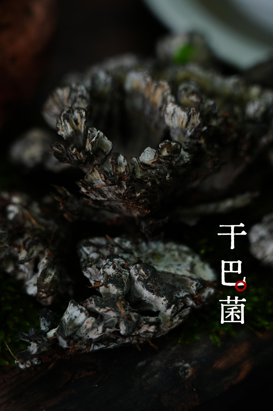 干巴菌 实拍